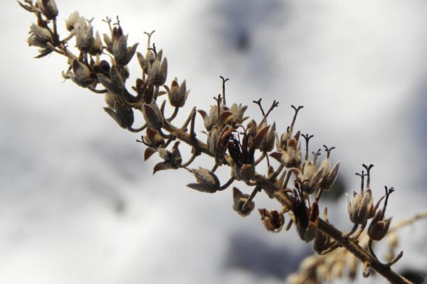 Clethra alnifolia ′Hummingbird′ - Remnant Fruit