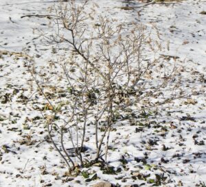 Clethra alnifolia ′Hummingbird′ - Winter Habit