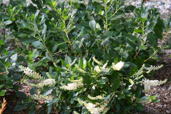 Clethra alnifolia ′Hummingbird′ - Flowering Habit