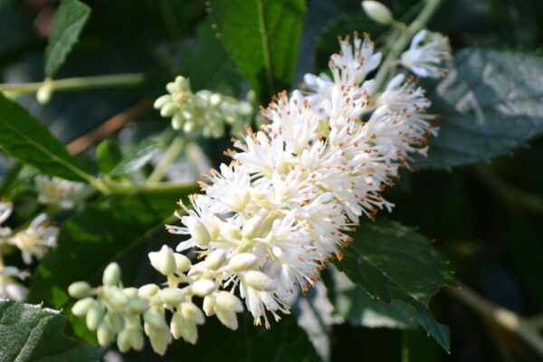 Clethra alnifolia ′Hummingbird′ - Flower