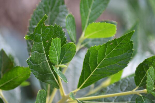 Clethra alnifolia ′Hummingbird′ - Leaves