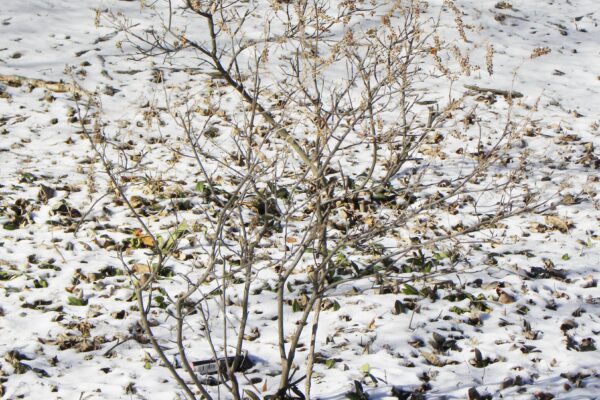 Clethra alnifolia ′Hummingbird′ - Winter Habit