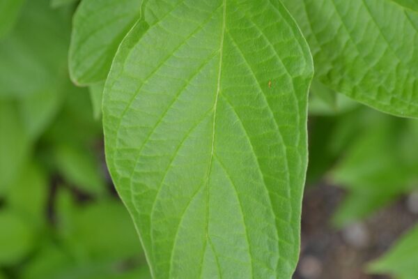 Cornus alba - Leaf