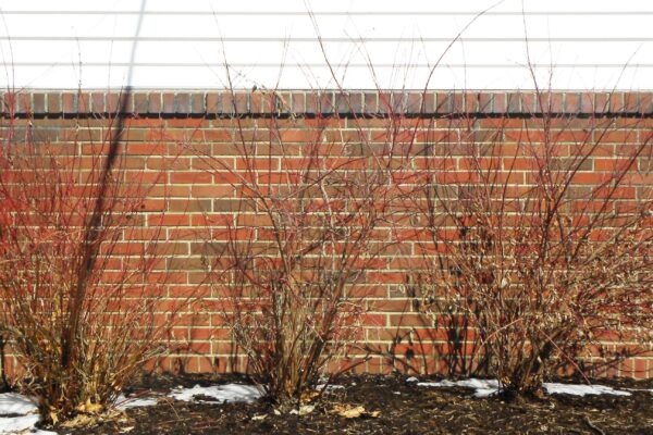 Cornus alba - Winter Habit