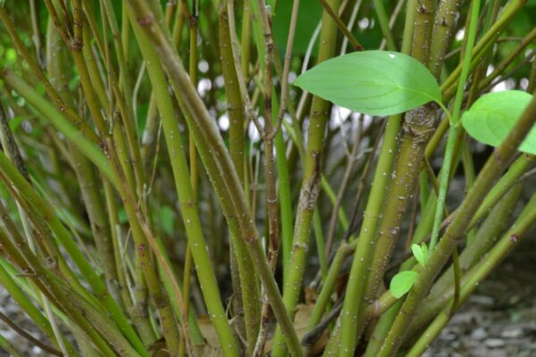 Cornus alba - Bark