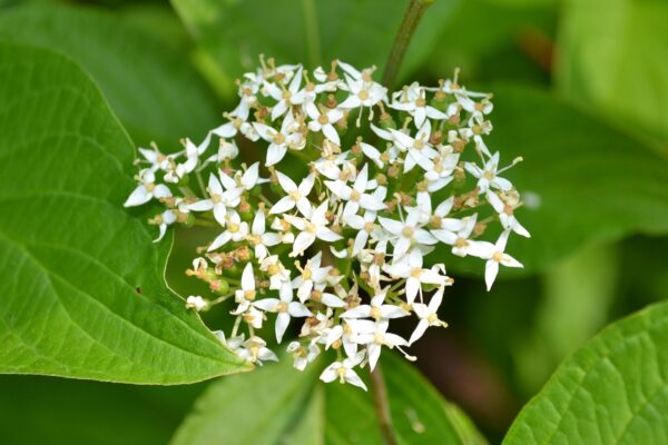 Cornus alba - Flower