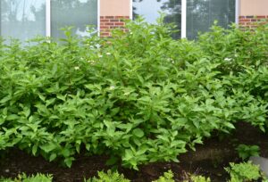 Cornus alba - Overall Shrub