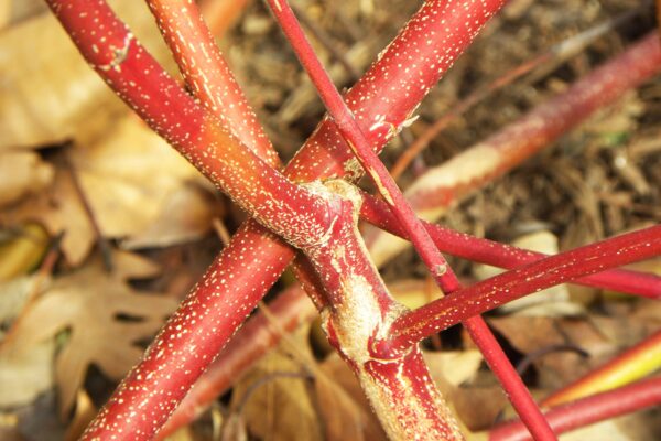 Cornus alba - Bark