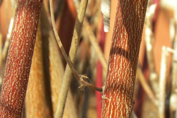 Cornus alba - Bark