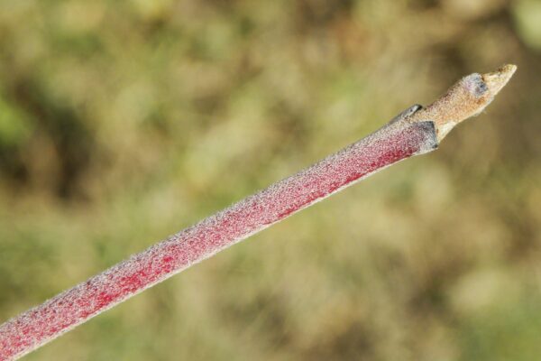 Cornus alba - Bud