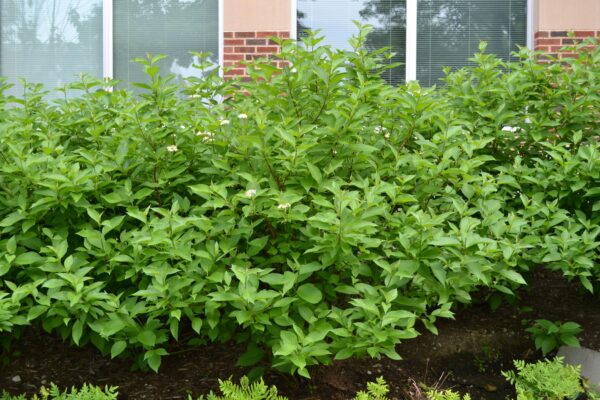 Cornus alba - Overall Shrub