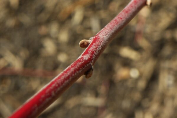 Cornus alba - Buds