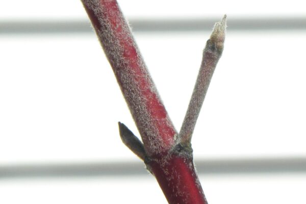 Cornus alba - Buds