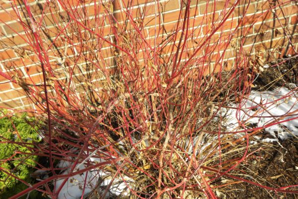 Cornus alba - Winter Habit