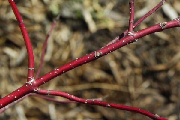 Cornus alba ′Argenteo-marginata′ - Bark