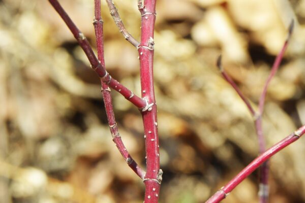 Cornus alba ′Argenteo-marginata′ - Bark