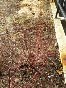 Cornus alba ′Argenteo-marginata′ - Winter Habit