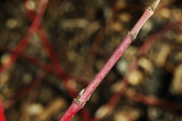 Cornus alba ′Argenteo-marginata′ - Buds