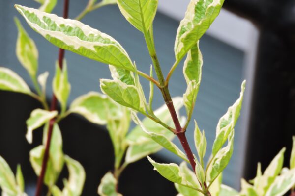 Cornus alba ′Argenteo-marginata′ - Foliage