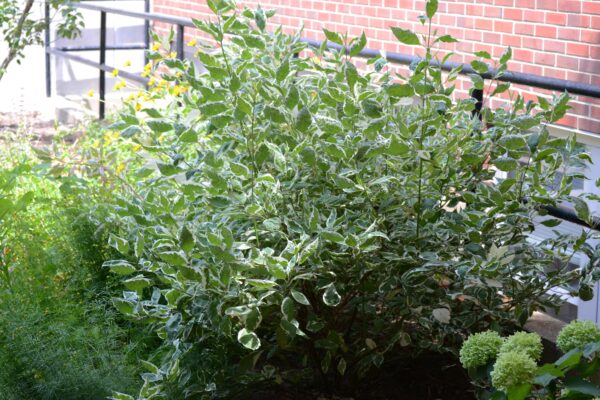 Cornus alba ′Argenteo-marginata′ - Summer Habit