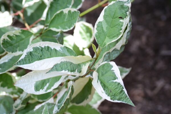 Cornus alba ′Argenteo-marginata′ - Foliage