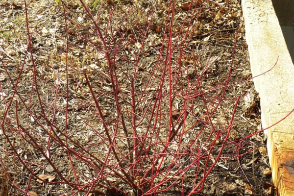 Cornus alba ′Argenteo-marginata′ - Winter Habit