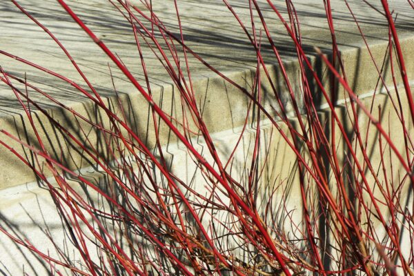 Cornus alba ′Kesselringii′ - Winter Interest - Stem Color