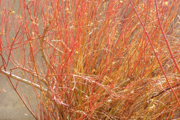 Cornus alba ′Kesselringii′ - Winter Interest