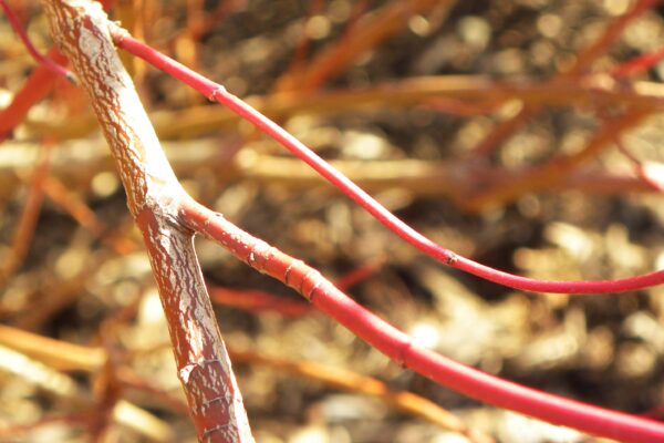 Cornus alba ′Kesselringii′ - Twig Color