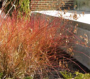 Cornus alba ′Kesselringii′ - Winter Habit