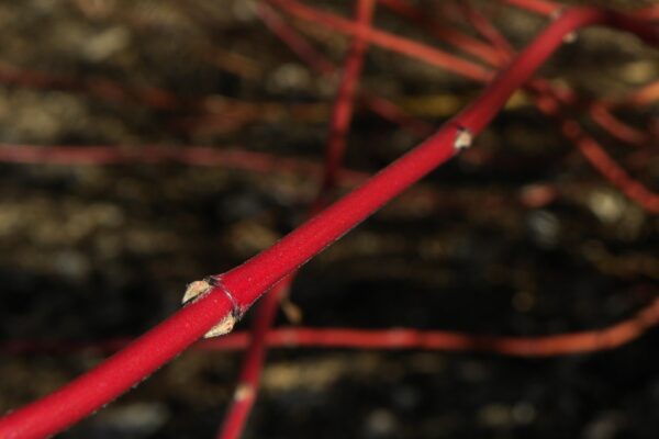 Cornus alba ′Kesselringii′ - Buds