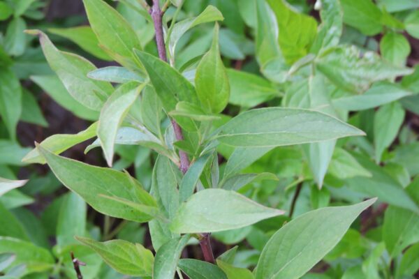 Cornus alba ′Kesselringii′ - Foliage