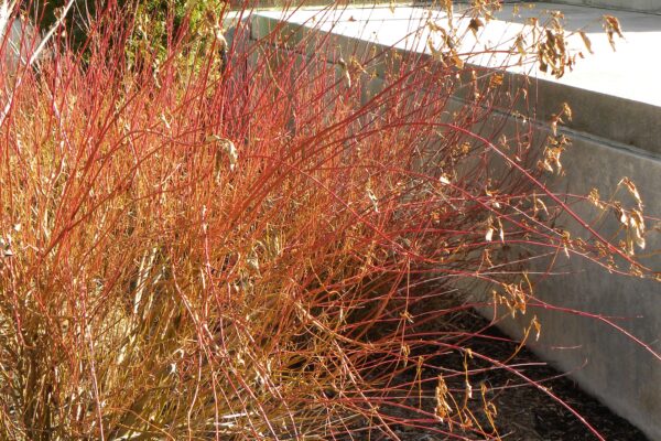 Cornus alba ′Kesselringii′ - Winter Habit