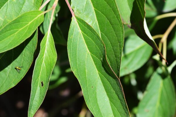 Cornus alba ′Kesselringii′ - Leaves