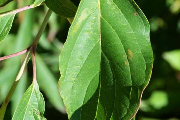 Cornus alba ′Kesselringii′ - Leaf