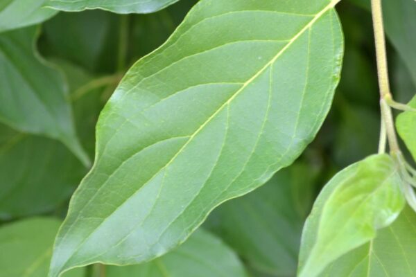 Cornus alba ′Regnzam′ [sold as Red Gnome™] - Leaf