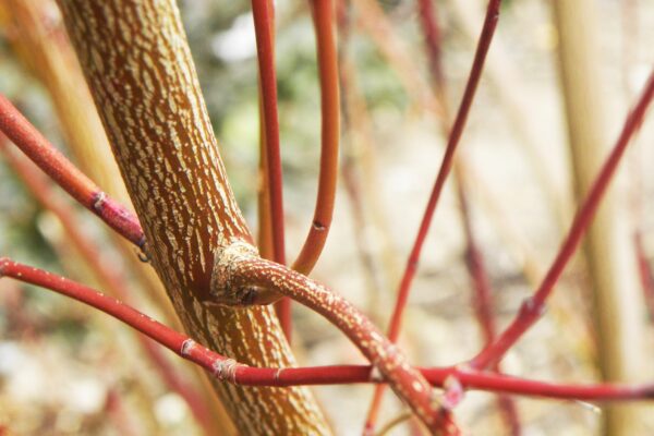 Cornus alba ′Regnzam′ [sold as Red Gnome™] - Stem