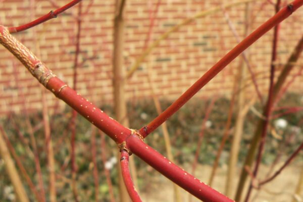 Cornus alba ′Regnzam′ [sold as Red Gnome™] - Stem