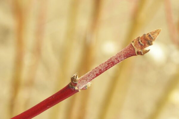 Cornus alba ′Regnzam′ [sold as Red Gnome™] - Stem & Bud