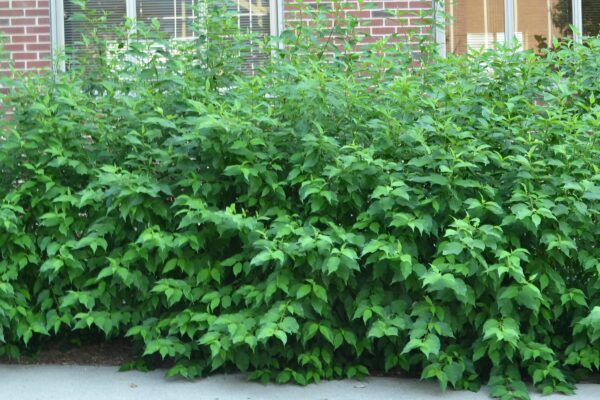 Cornus alba ′Regnzam′ [sold as Red Gnome™] - Overall Habit