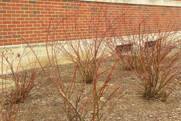 Cornus alba ′Regnzam′ [sold as Red Gnome™] - Winter Habit