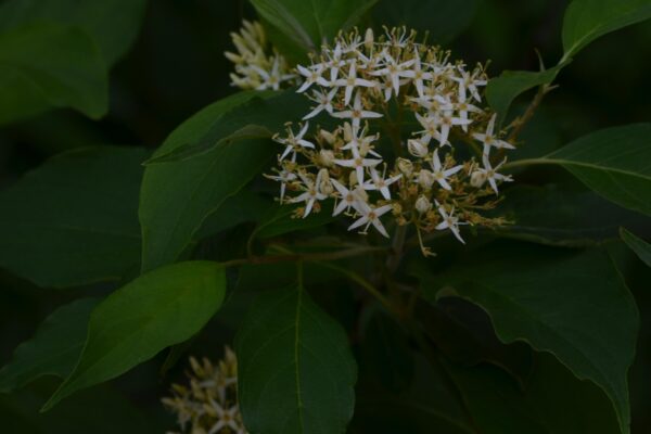 Cornus alba ′Regnzam′ [sold as Red Gnome™] - Flowers