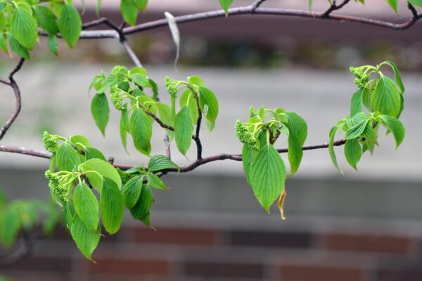 Cornus alternifolia - Developing flowers and Spring leaves