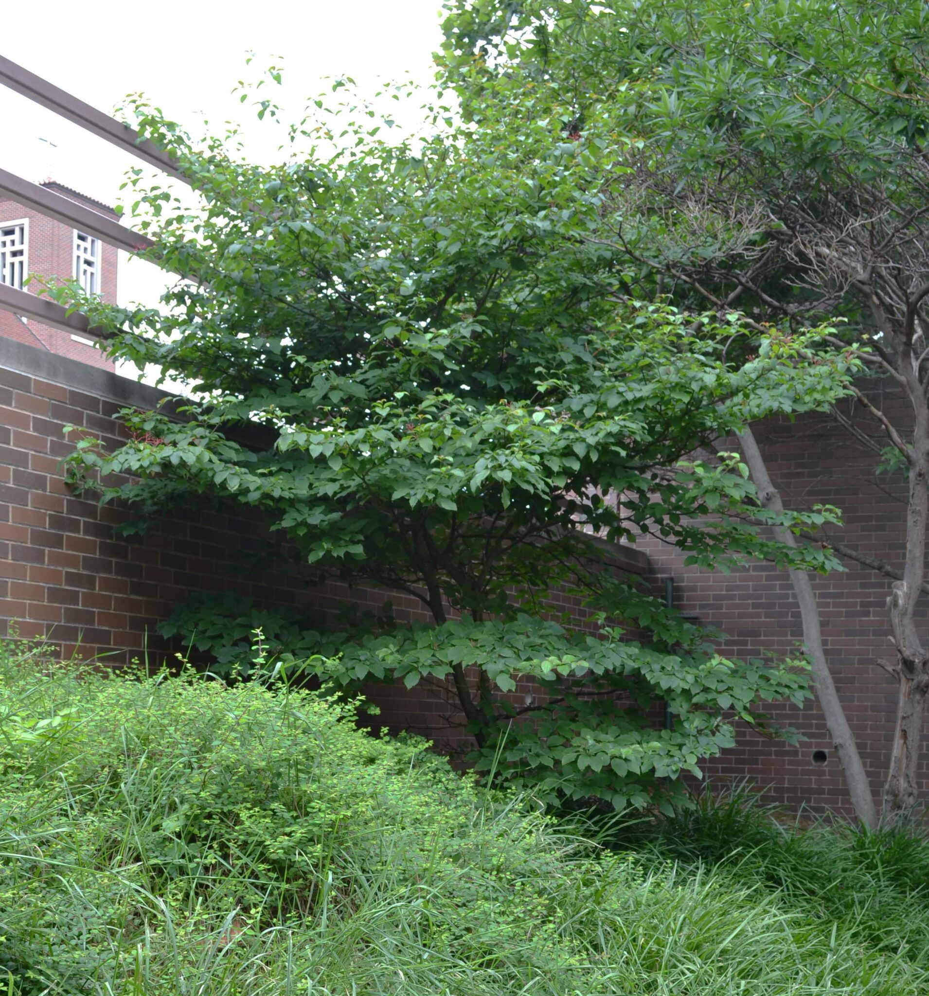 トラウティン　picea breweriana トウヒ　枝垂れ　苗 Cornus alternifolia (Pagoda Dogwood) – Purdue Arboretum Explorer