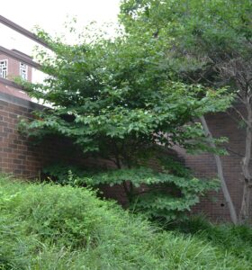 Cornus alternifolia - Overall Tree Habit