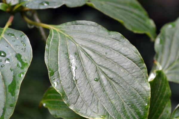 Cornus alternifolia - Leaf