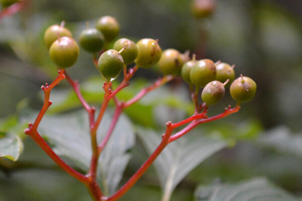 Cornus alternifolia - Mature Fruit
