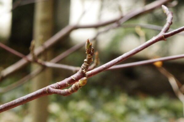 Cornus alternifolia - Buds