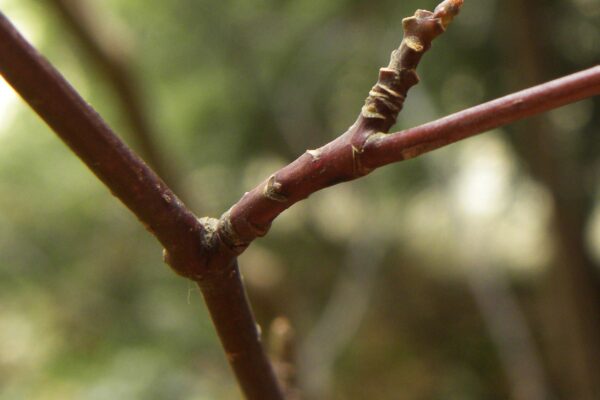 Cornus alternifolia - Buds