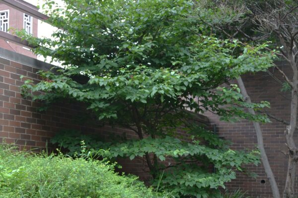 Cornus alternifolia - Overall Tree Habit